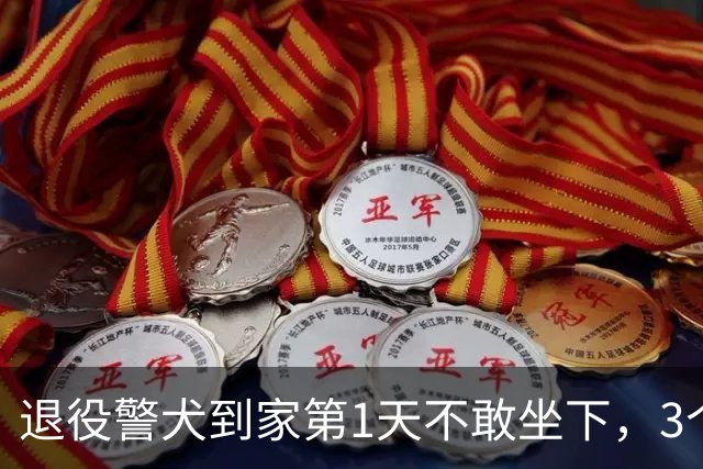 退役警犬到家第1天不敢坐下，3个月后…猫哥被烦到想报警？警犬：报吧，出警的是我前爹！
